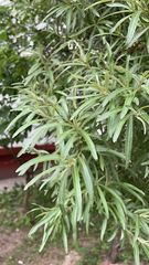 Hippophae rhamnoides