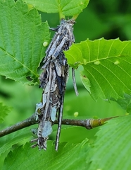 Canephora hirsuta