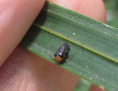 Asilis fulvithorax