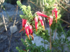 Erica monadelphia