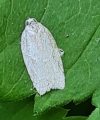 Acleris logiana