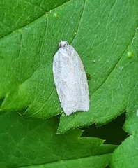 Acleris logiana