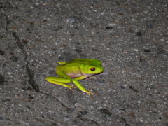 Phyllomedusa trinitatis