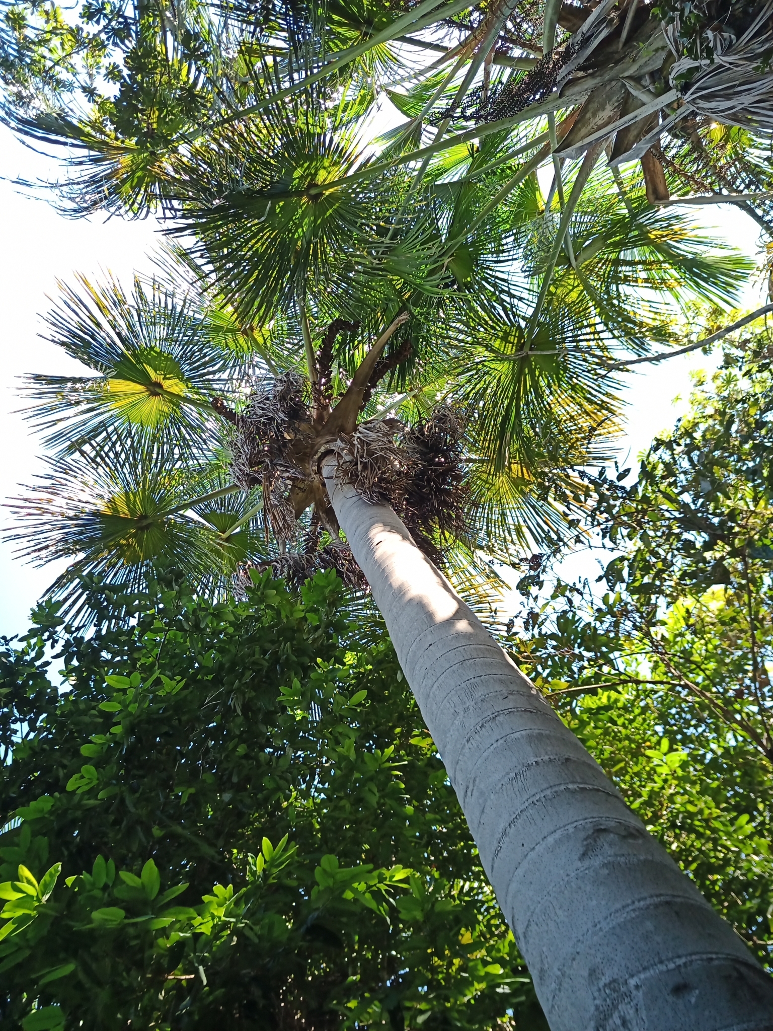 Mauritia flexuosa