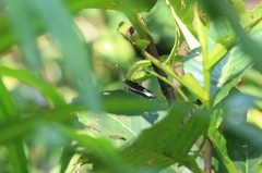 Lexias pardalis dirteana