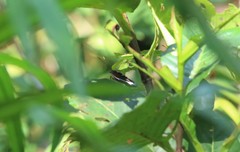 Lexias pardalis dirteana