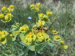 Ichneumon xanthorius
