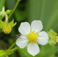 Rivellia syngenesiae