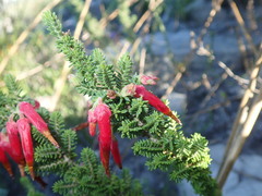Erica monadelphia