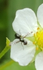 Rivellia syngenesiae