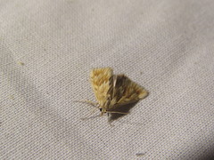 Cynaeda dentalis