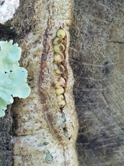 Andricus quercuscorticis