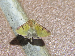Heliothis incarnata