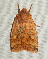 Eupsilia tristigmata