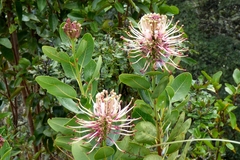 Oreocallis grandiflora