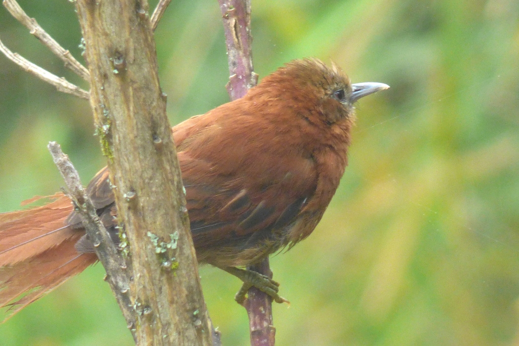 Russet-mantled Softtail photo