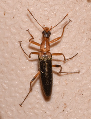 Stenotrachelidae