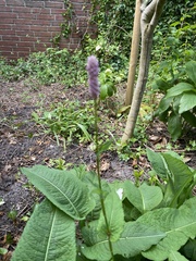 Bistorta officinalis