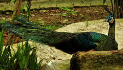 Pavo muticus