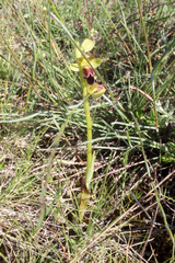 Ophrys vasconica