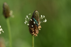Oedemera nobilis