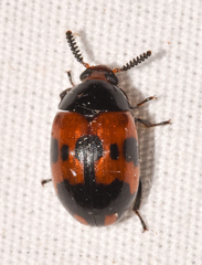 Diaperis nigronotata