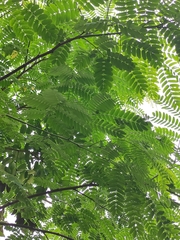 Albizia kalkora