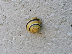 Cepaea nemoralis