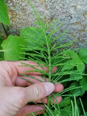 Equisetum arvense