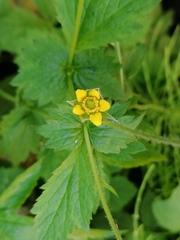 Geum urbanum