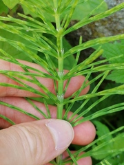 Equisetum arvense
