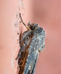 Agrotis infusa