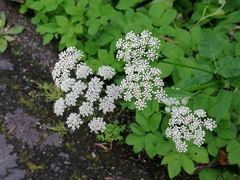 Aegopodium podagraria