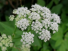 Aegopodium podagraria