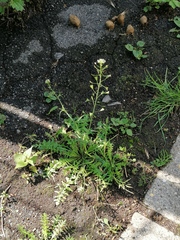 Capsella bursa-pastoris