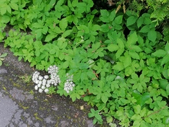 Aegopodium podagraria