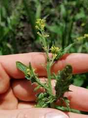 Sisymbrium officinale