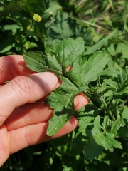 Sisymbrium officinale