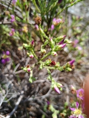 Microlicieae