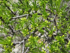 Rhamnus erythroxyloides