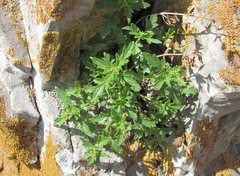 Scrophularia rupestris