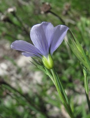 Linum nervosum