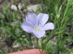 Linum nervosum