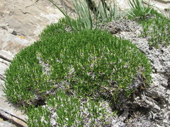 Gypsophila tenuifolia