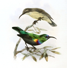 Orange-Tufted Sunbird photo 2