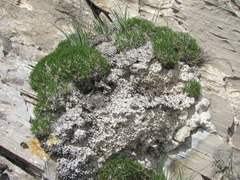Gypsophila tenuifolia