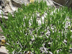 Gypsophila tenuifolia