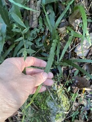 Asplenium attenuatum