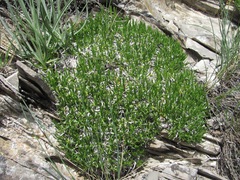 Gypsophila tenuifolia