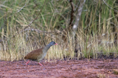 Crypturellus parvirostris
